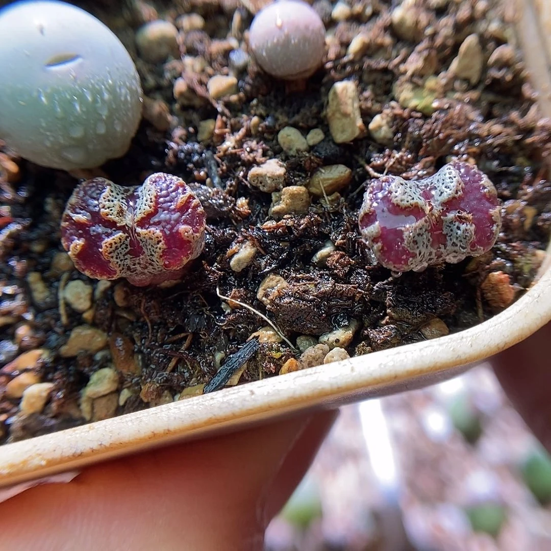 蝴蝶勋章两颗包邮