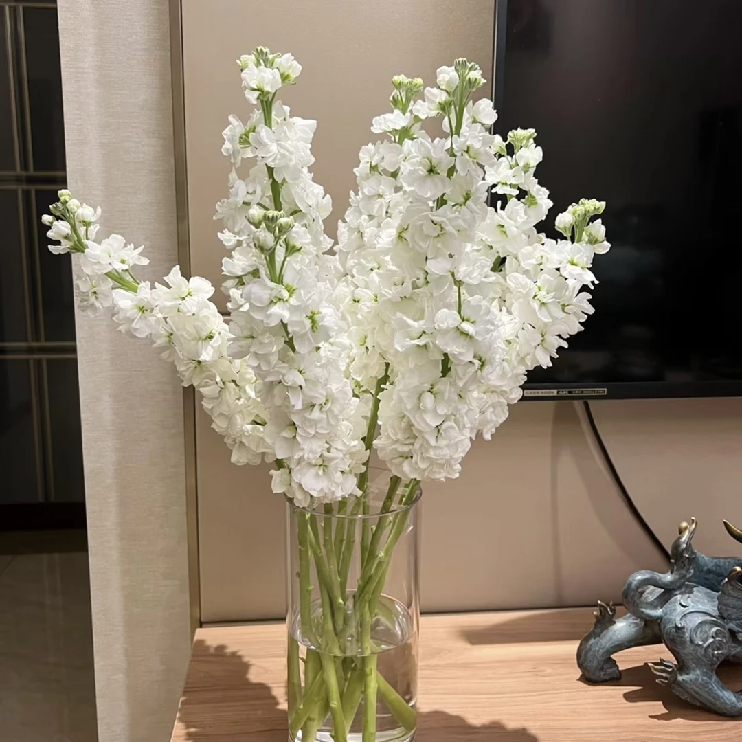 『紫罗兰·白』高品质生活鲜花 全场一单包邮 两单升级顺丰快递次日达