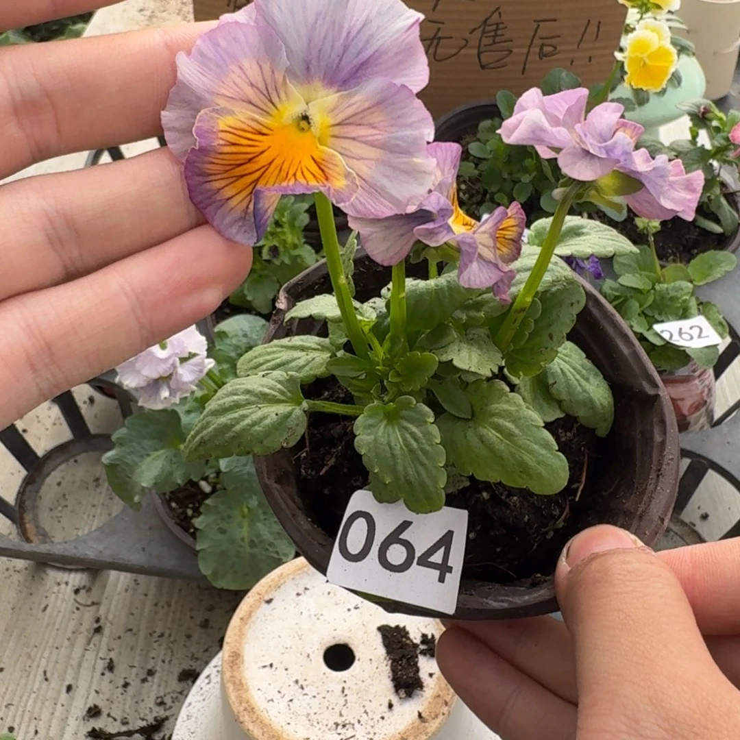 大部分花苞少量开放064