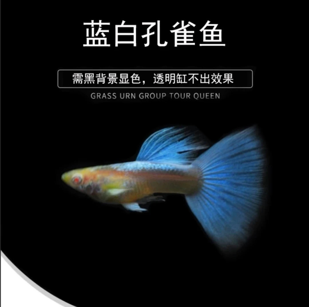 天空蓝蓝白孔雀鱼 好养耐活纯种
