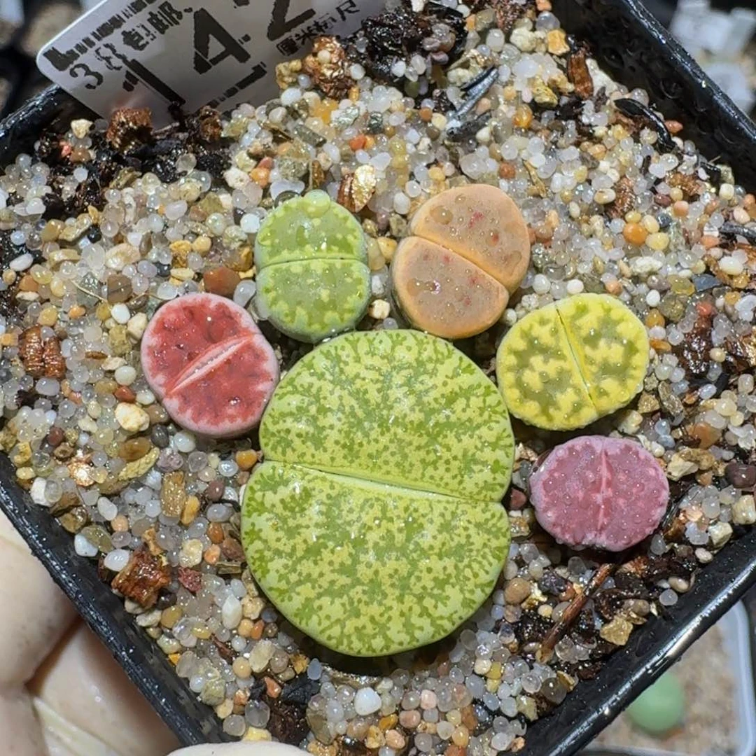 zzzzz精品生石花1424