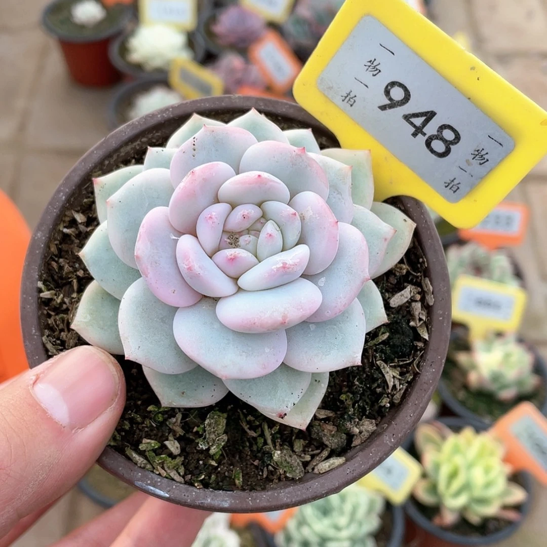 【闪购商品】948号