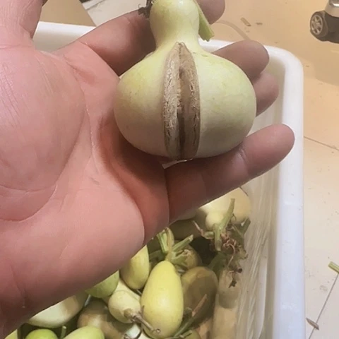 香榧木弥*儿1111111111111