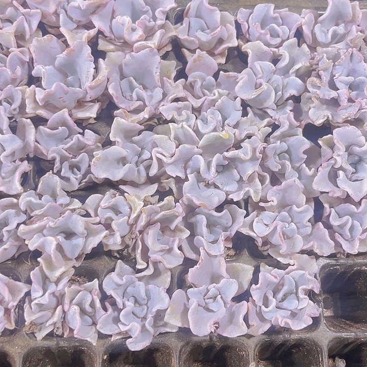 精品白饺子皮多肉植物