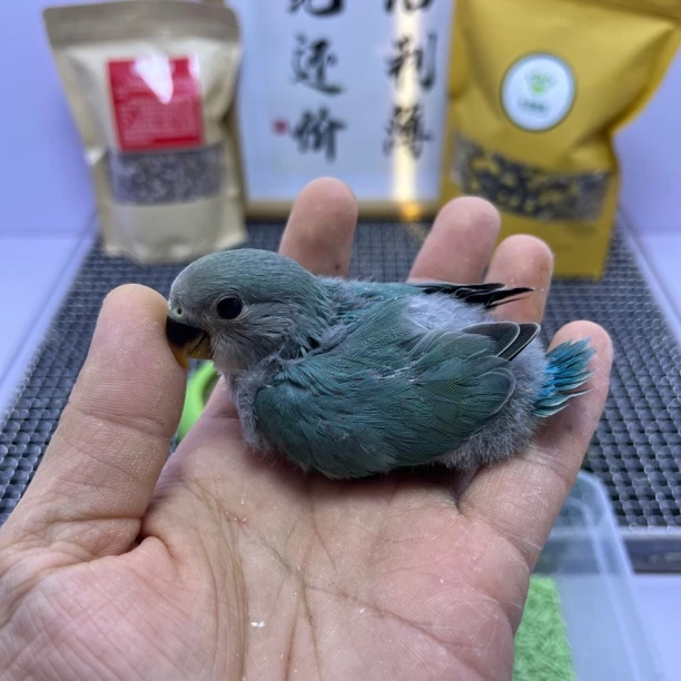 牡丹鹦鹉-高纯松银公X7501