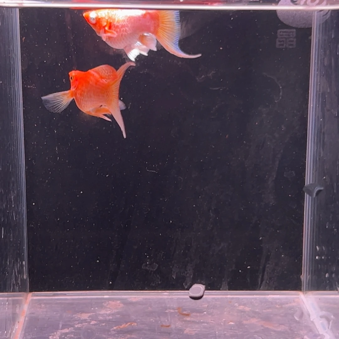 孔雀鱼黄金玛丽球 纯越南原线鱼 一对