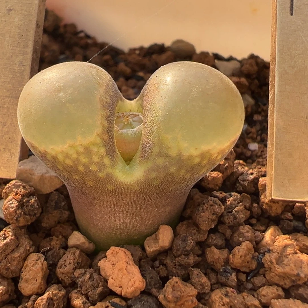 C10风铃多肉植物百科