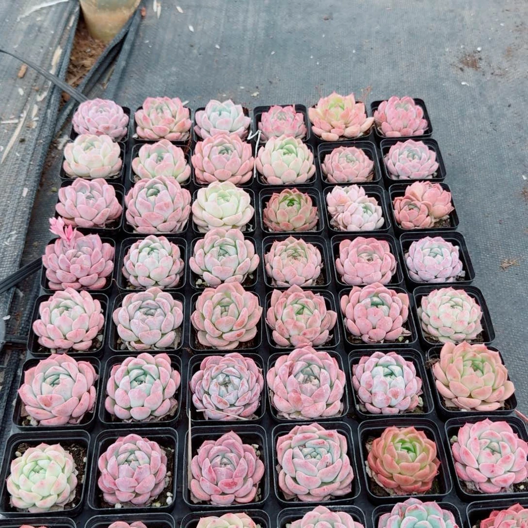 多肉杂交四十八颗量拍26-10