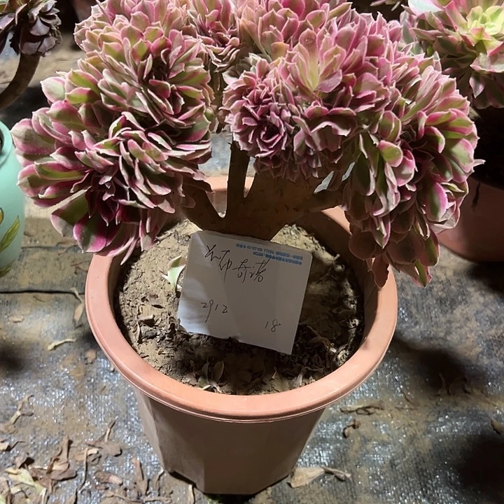 卡***。多肉植物粉女巫缀