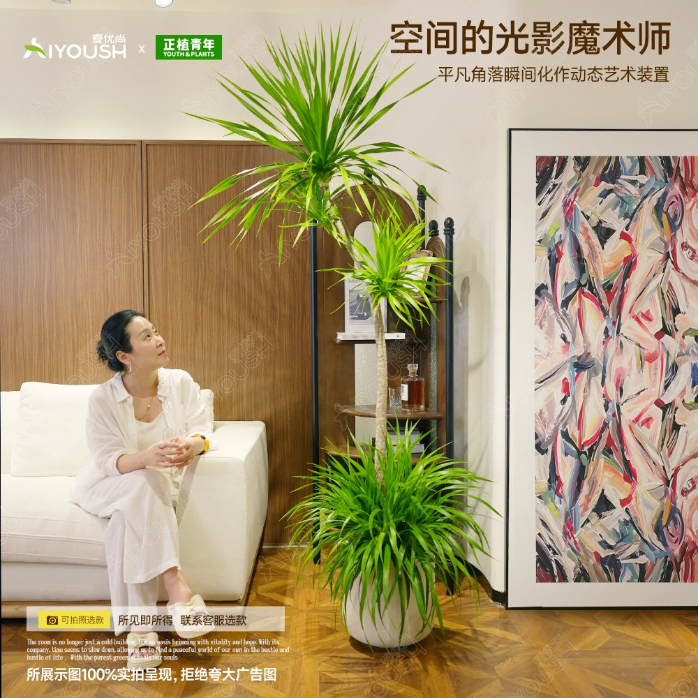 大棵龙血树客厅绿植盆栽多头龙须树客厅旺宅大型龙血树植物盆栽