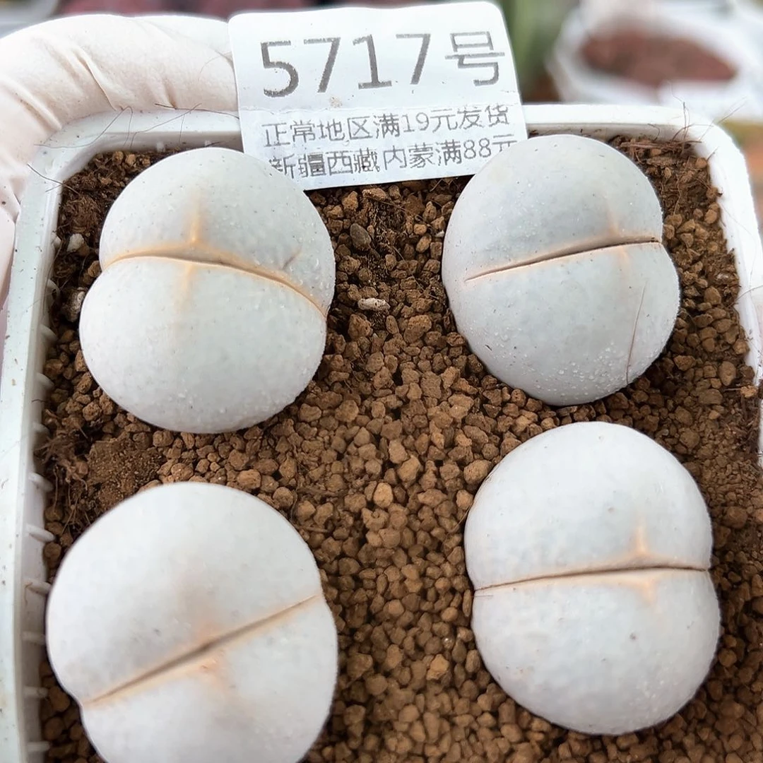 5717 好养易活生石花大母本