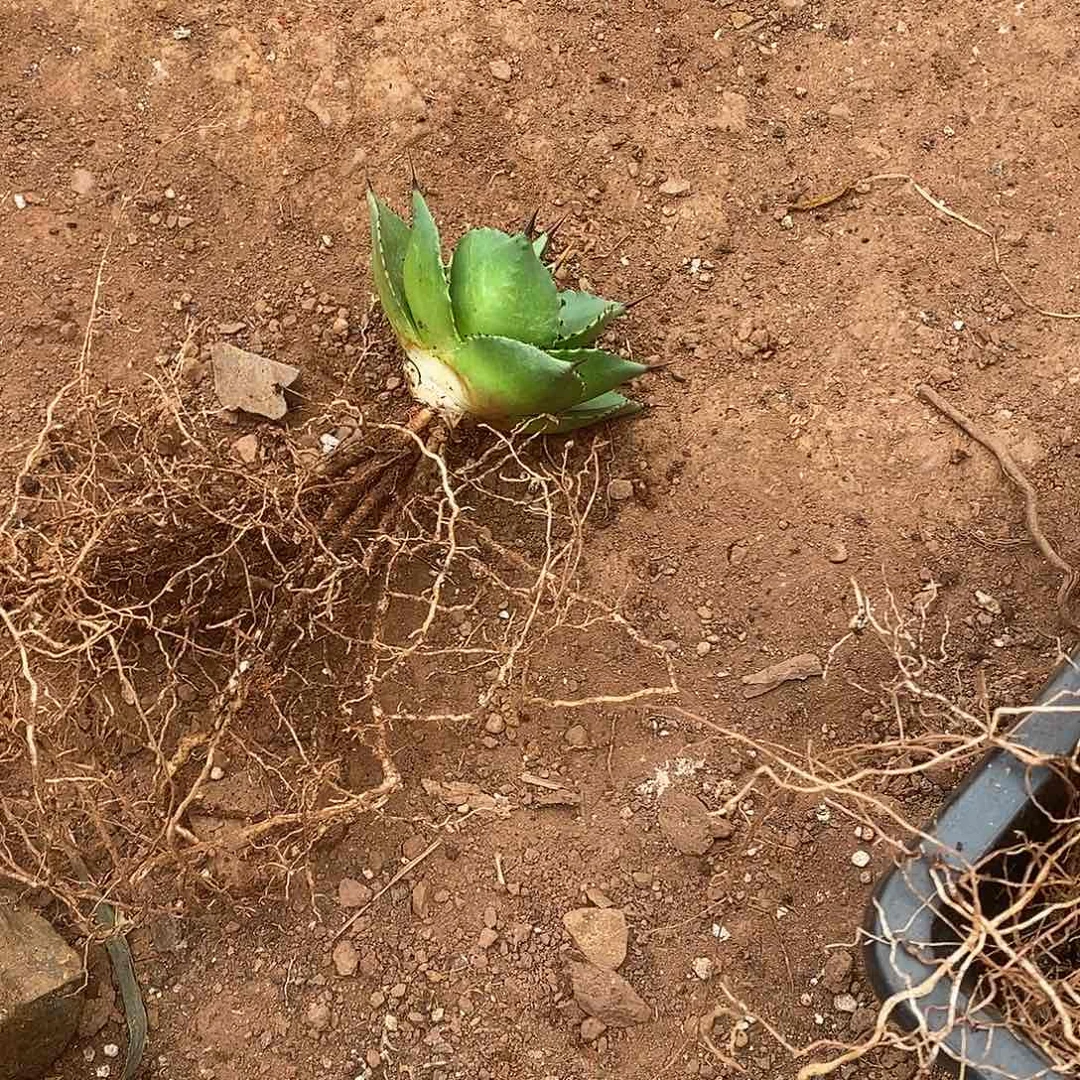 曼陀罗龙舌兰所罗门1