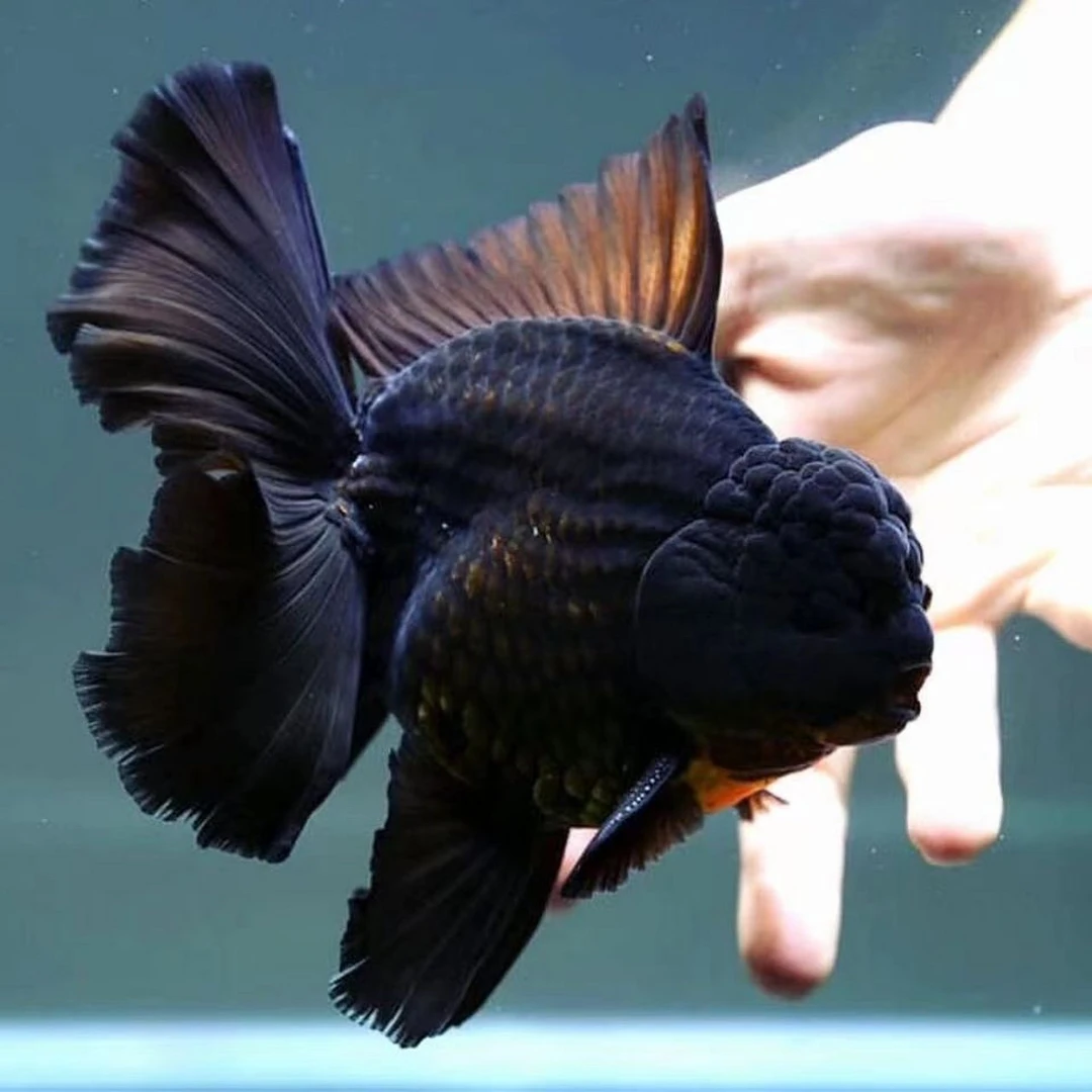 精品泰狮金鱼活体观赏鱼，耐活好养百褶大头泰狮，玛丽泰狮