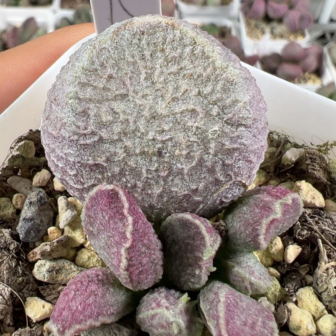 w哈莫猪肝多肉植物水泡