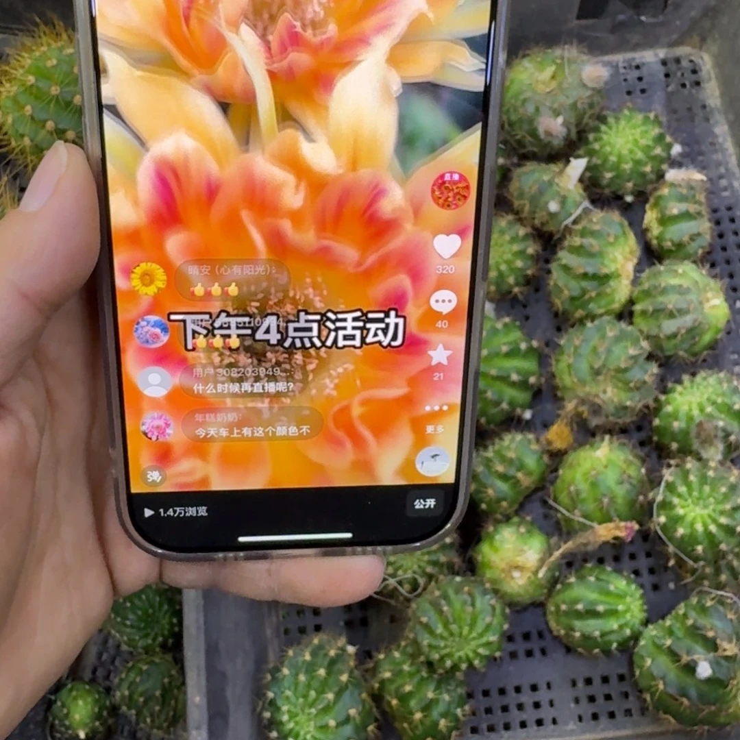 381丽花阳41歪无根侧牙5公分左右