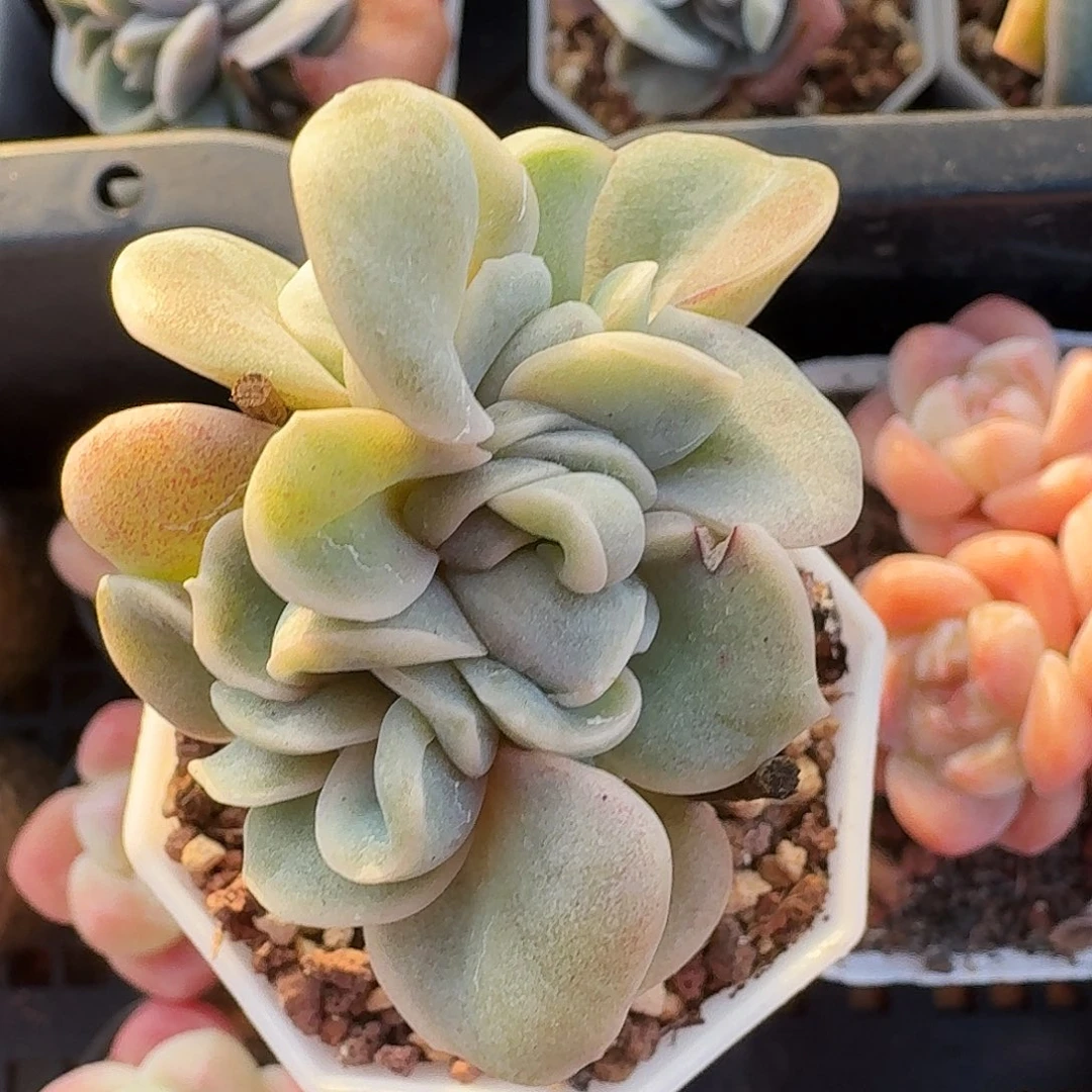 可爱玫瑰缀化多肉，