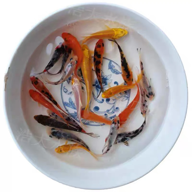 15尾超大尺寸 精品血统锦鲤 5-7公分 原塘未挑选 好养活