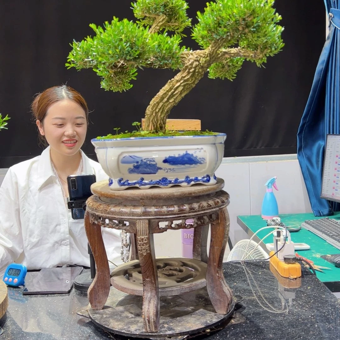 用****6黄杨盆景老桩四季长青