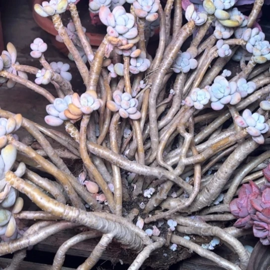 汤****号多肉植物的植物