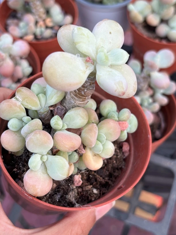 满9.9米包邮红洛神多肉