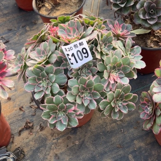 109孔雀翎不包断枝