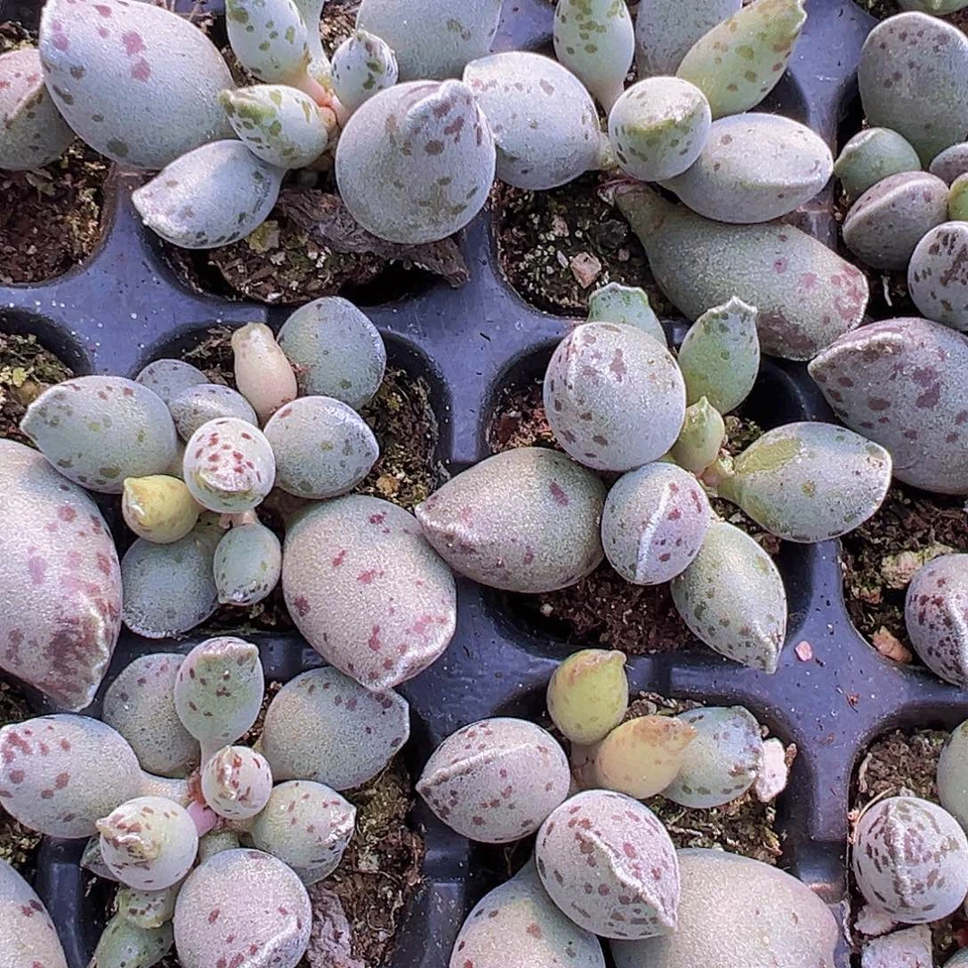 海豹苗3颗19包邮多肉