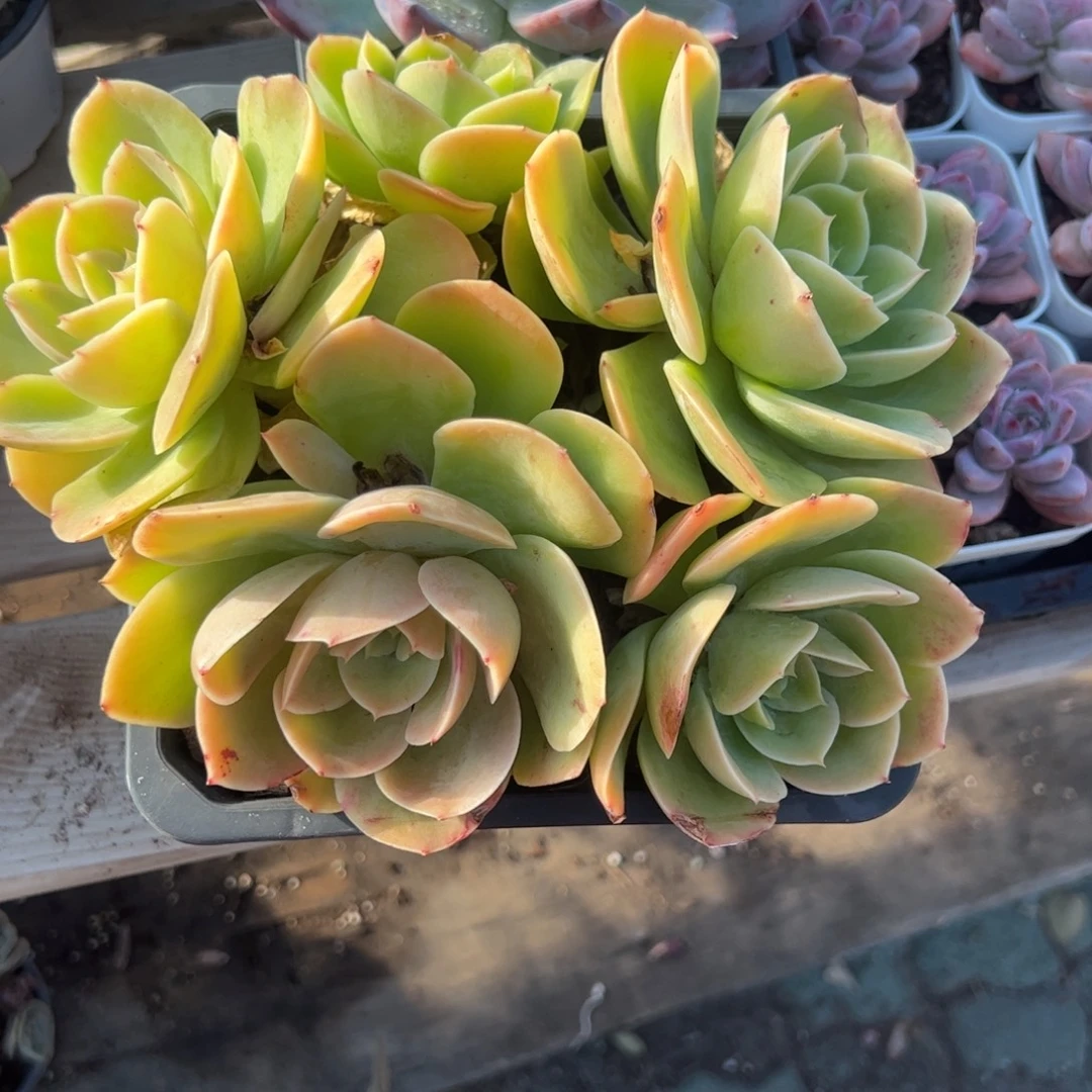 群生星纳塔多肉植物精品