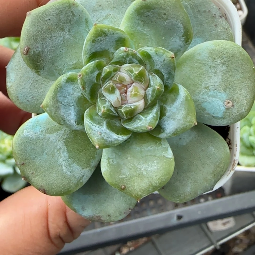 小卡拉米糖心一物一拍