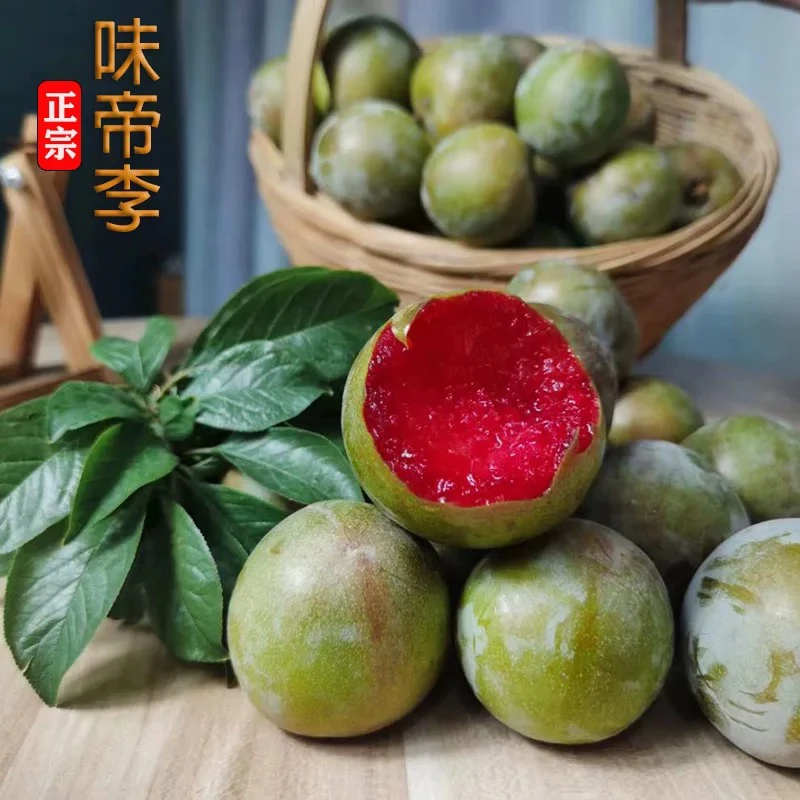 嫁接杏李品种味帝李子树苗南北方都可以种植