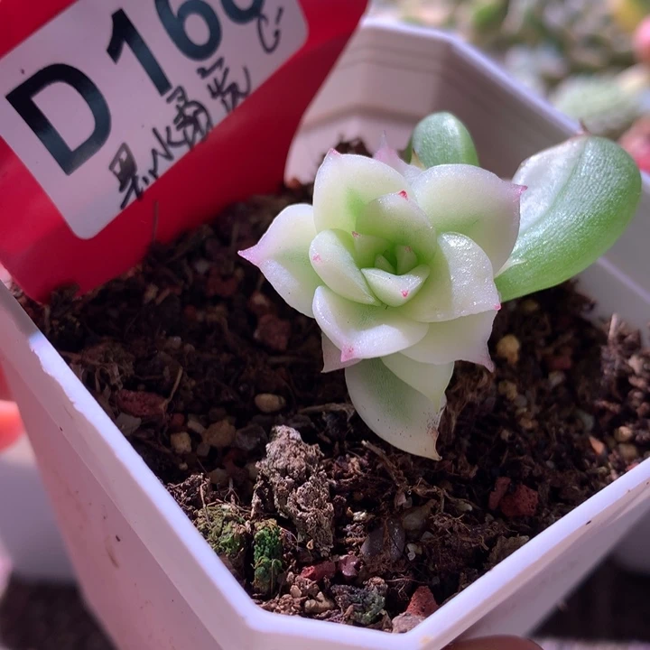 黑水晶宽锦有根有根