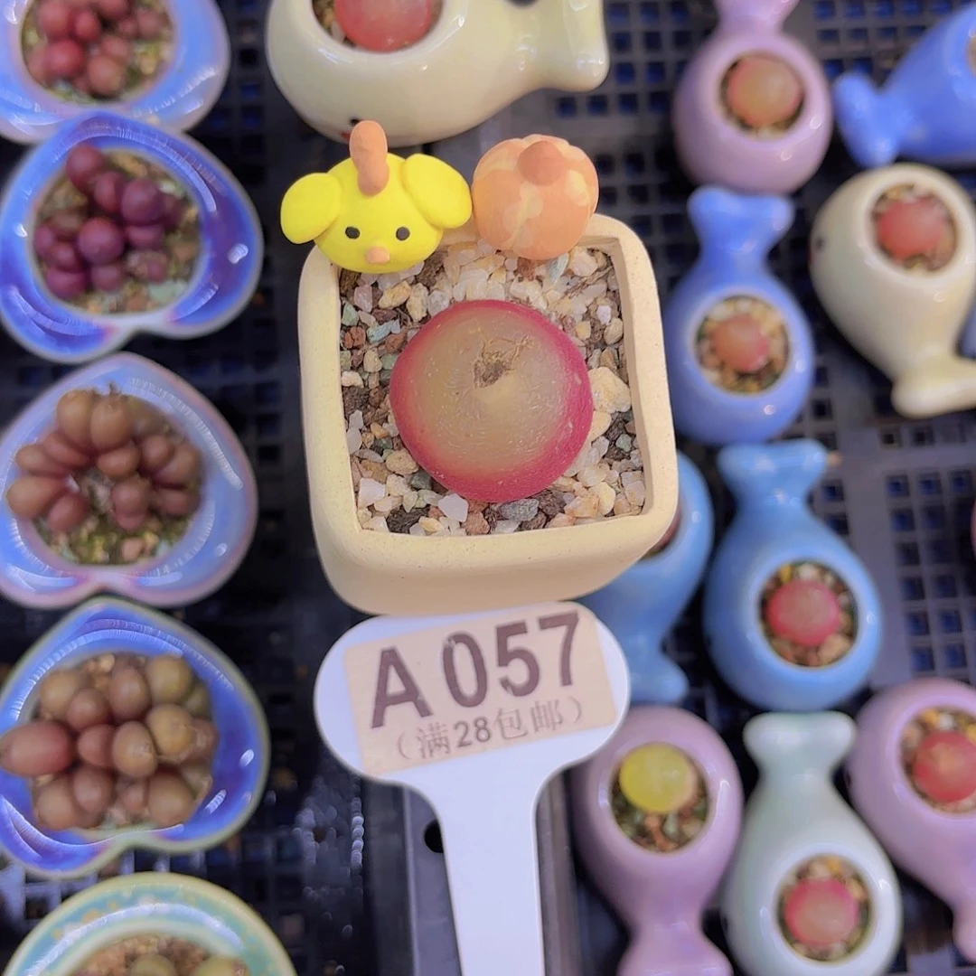 A057灯泡一物语拍