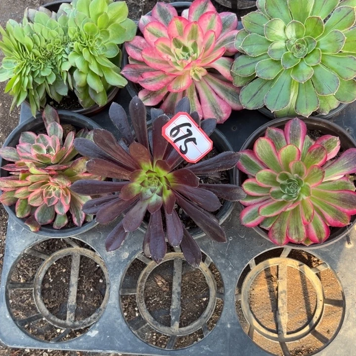 多肉植物675不售后