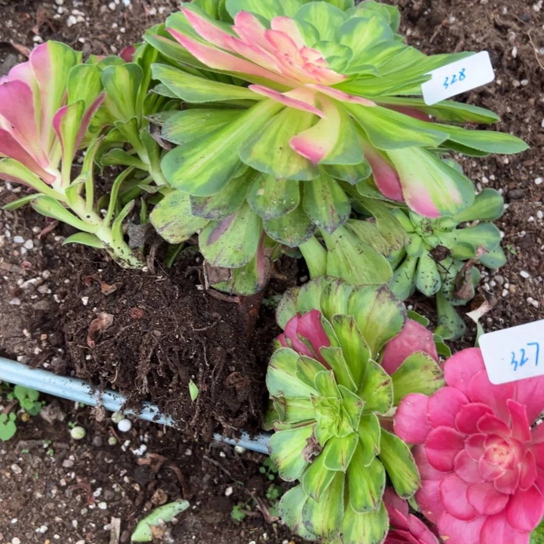 327328知否两颗多肉系