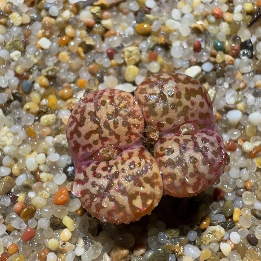 Zzzz精品生石花761