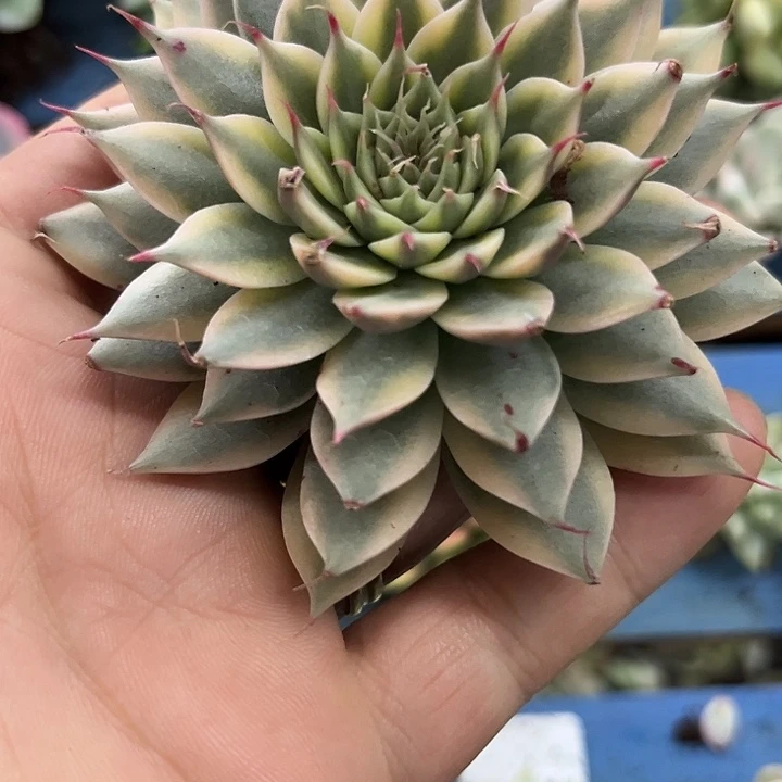 626银星锦叠叶多肉植物