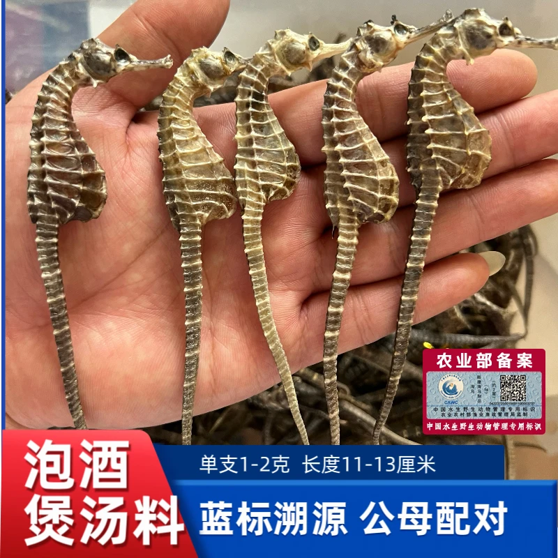 【正品保真】海马干货生晒足干公母搭配泡酒煲汤打粉均可每支1-2克