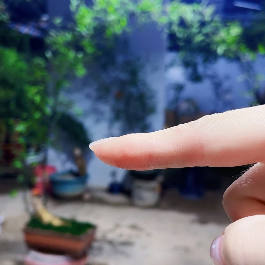 钱**量小叶簕竹熟桩陶瓷盆一物一拍