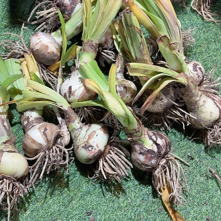 进口朱顶红混球8+开裂不售后