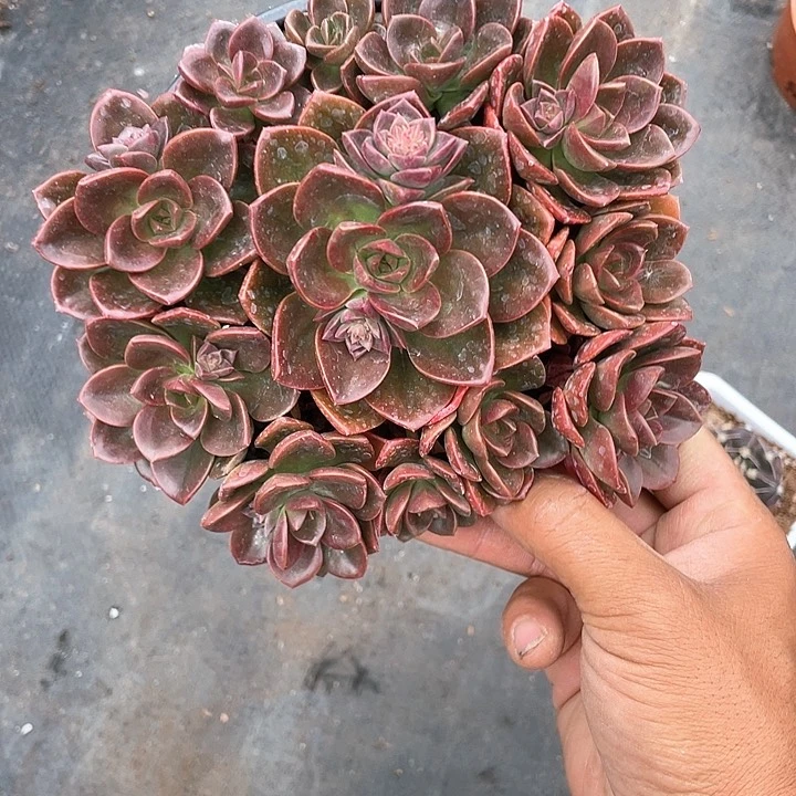 大盆巧克力方砖带盆