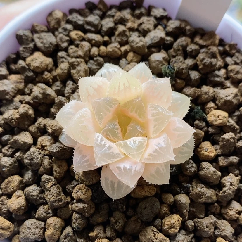 【闪购商品】113糊斑红岩