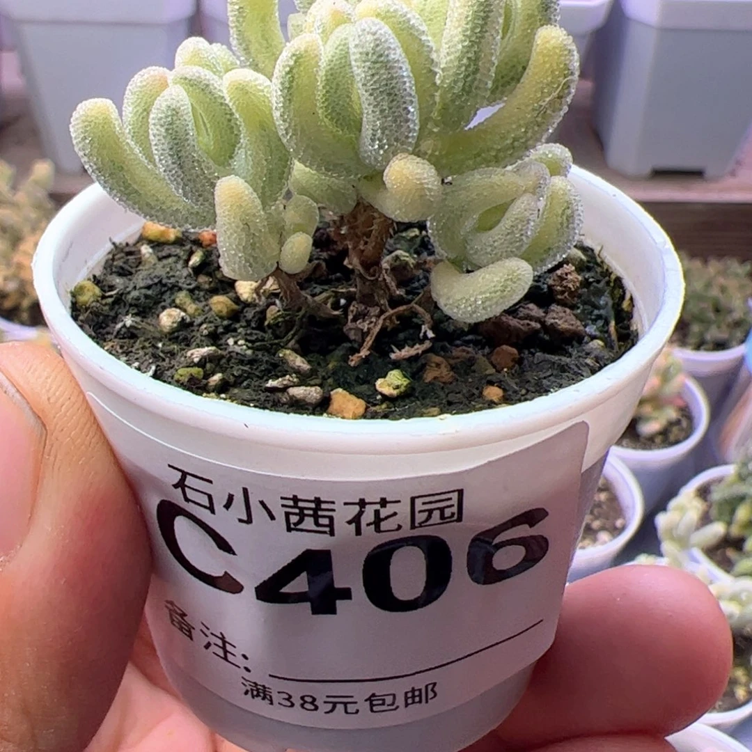 多肉植物枝干超白