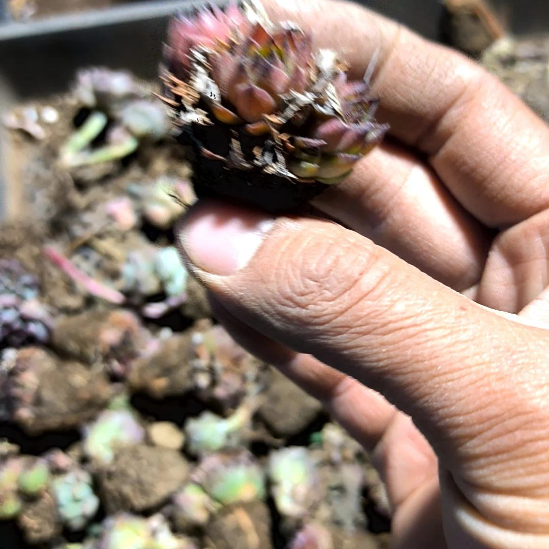 满9元包邮，黑观音莲老庄2/4头处理货