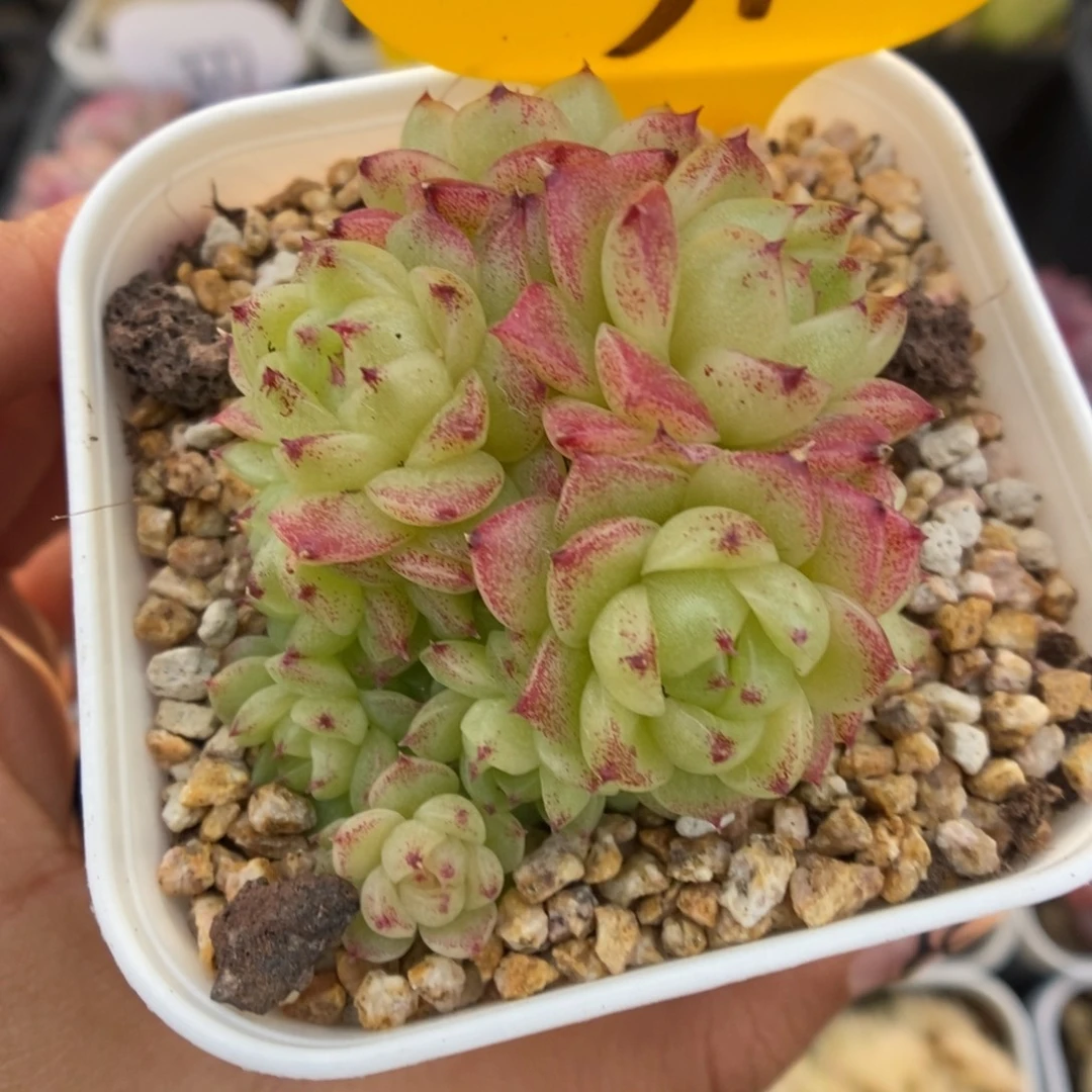 菠萝蜜麦秆群生542号