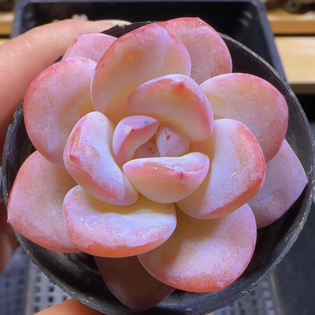 雪莲杂奶茶一物一拍