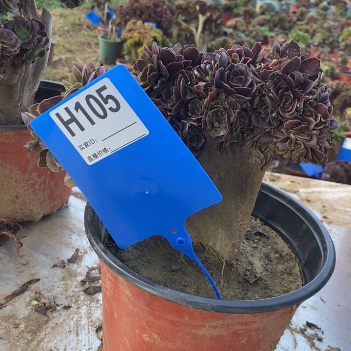 蔓***姐H105欧紫缀化老桩