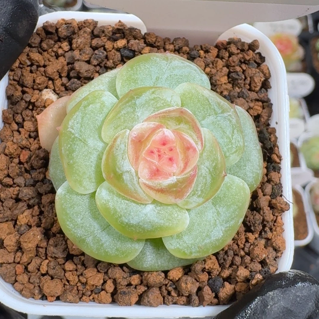0920-190-嫦娥单头