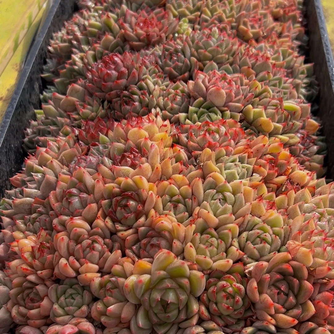 003多肉葡萄领导的关心