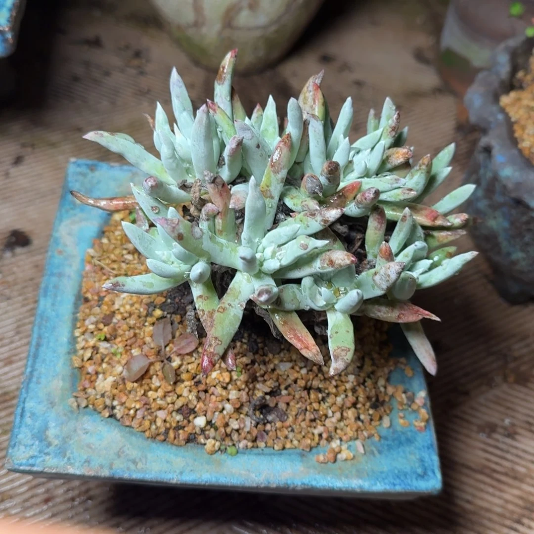 6073雪花白菊多肉