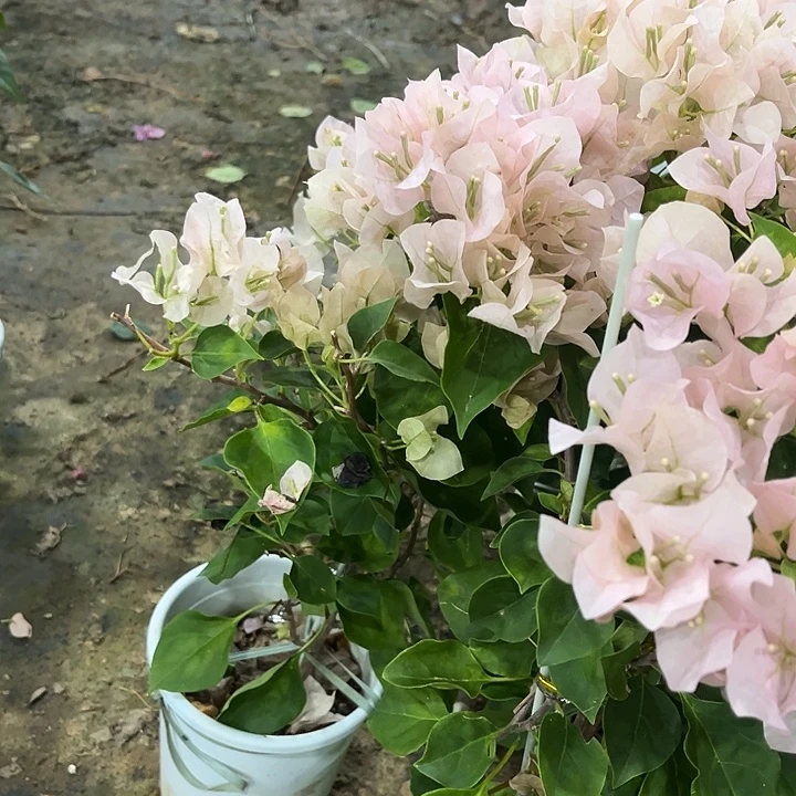 完全开放三角梅暗丽