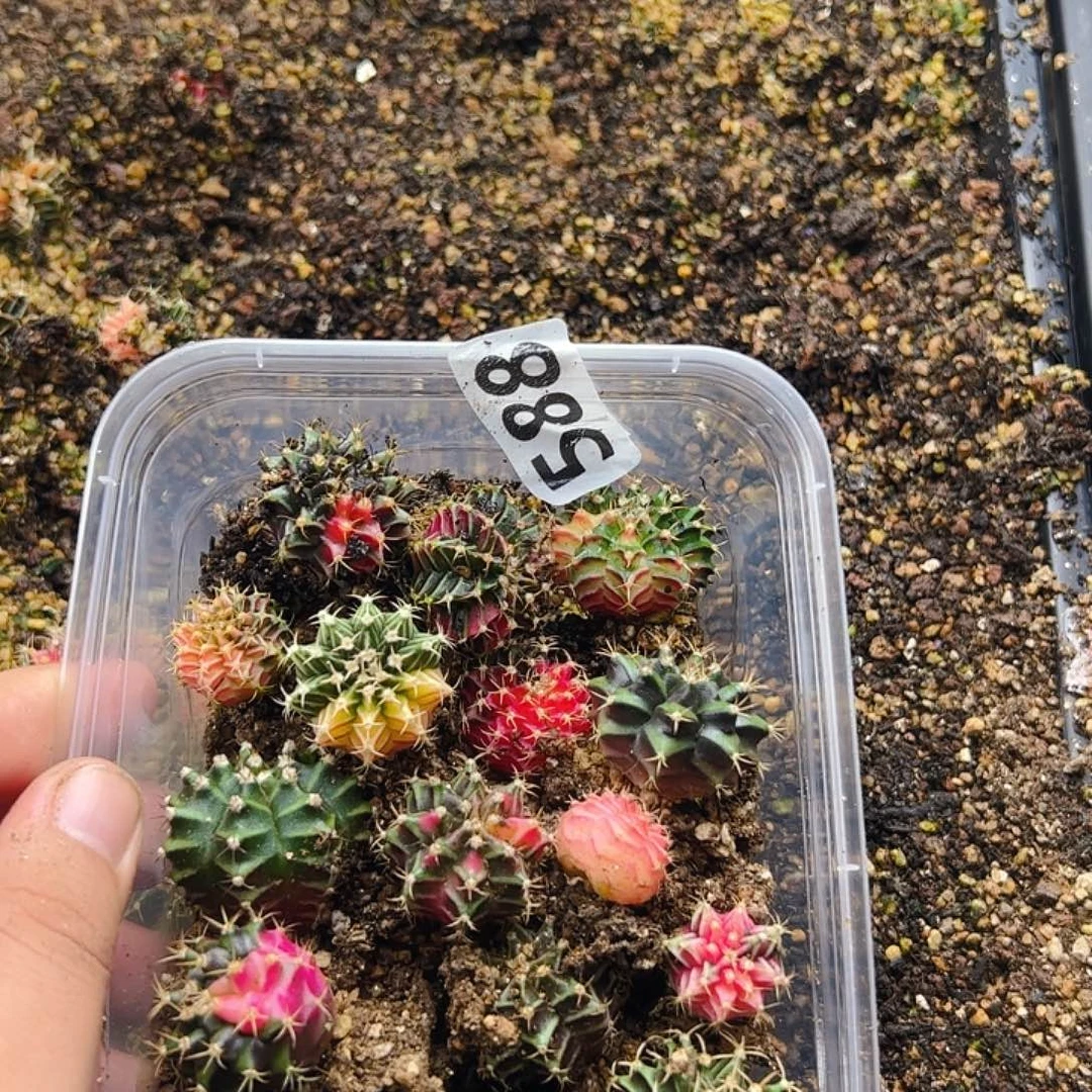 当前无花栽培后可以开花588